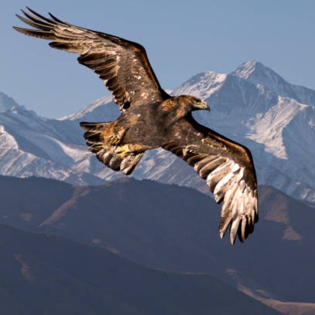 Cover de la chanson personnalisée pour Mon aigle mon phenix